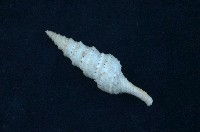 藏品(項鍊捲管螺)的圖片